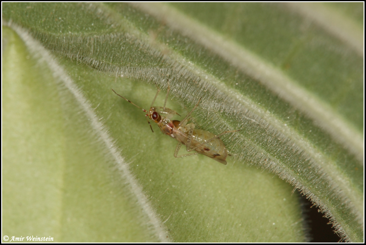 Miridae: Nesidiocoris tenuis in Israele